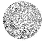 花纹