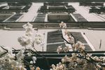 梨花盛开的季节
