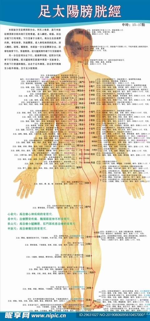 足太阳膀胱经