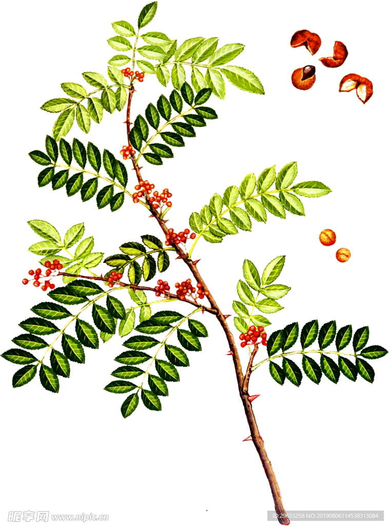 花椒
