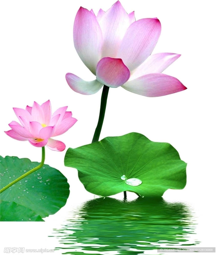 粉色荷花