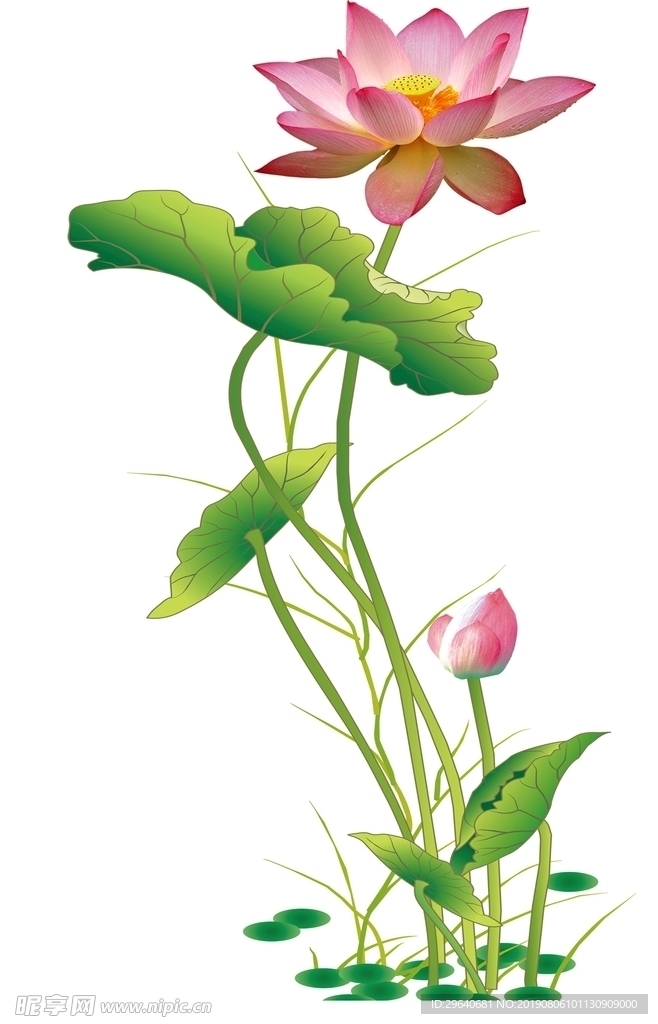 绿茎荷花