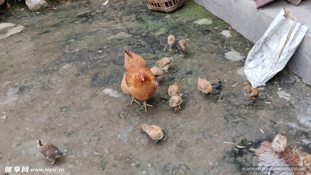 母鸡