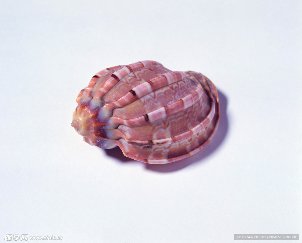 贝壳