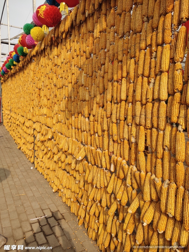 玉米墙