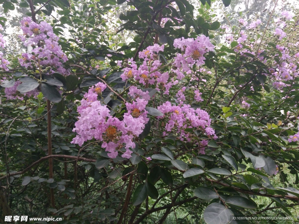 花树