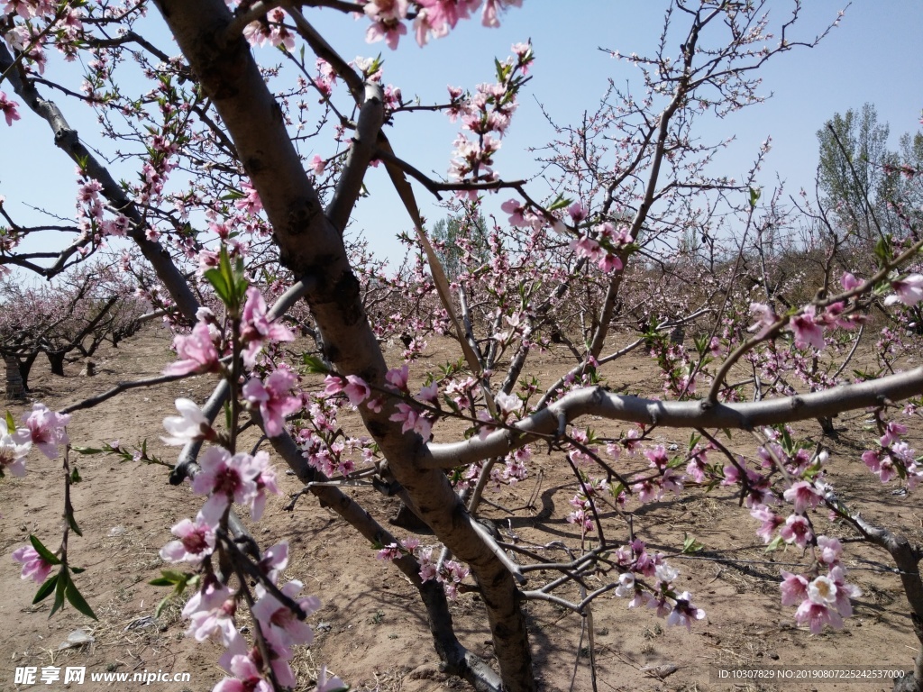 桃花 粉花 桃树