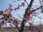桃花 粉花 桃树