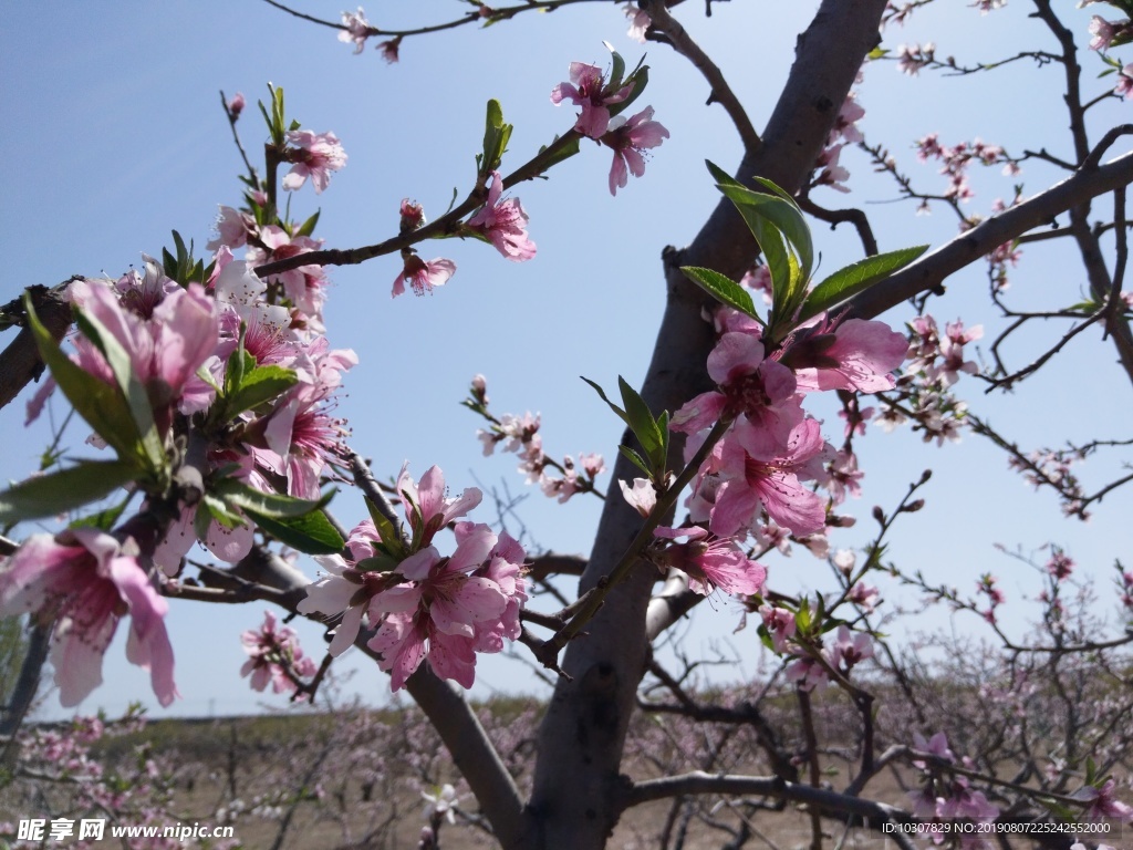 桃花 粉花 桃树