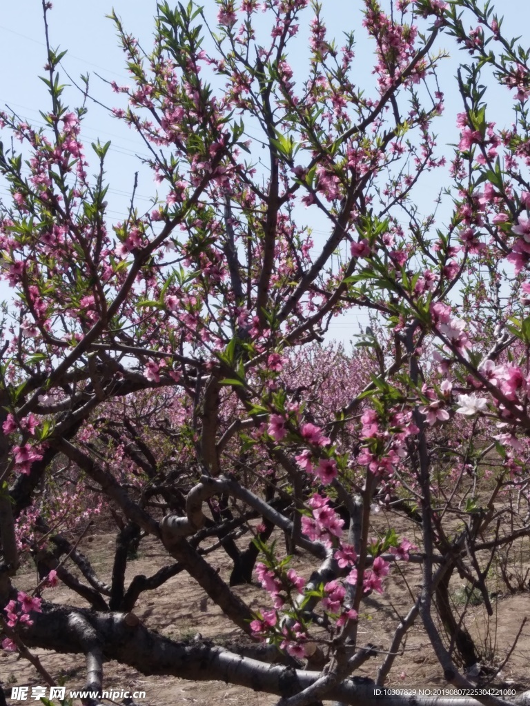 桃花 粉花