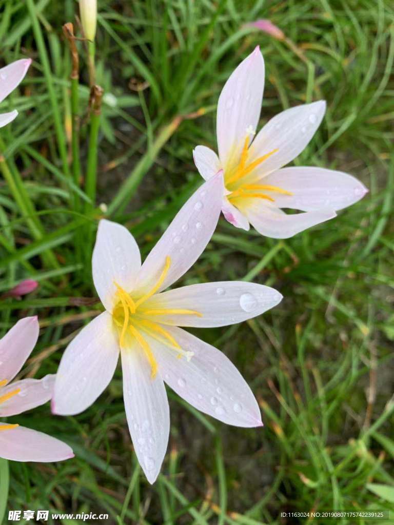 花