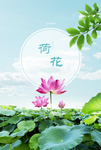 荷花