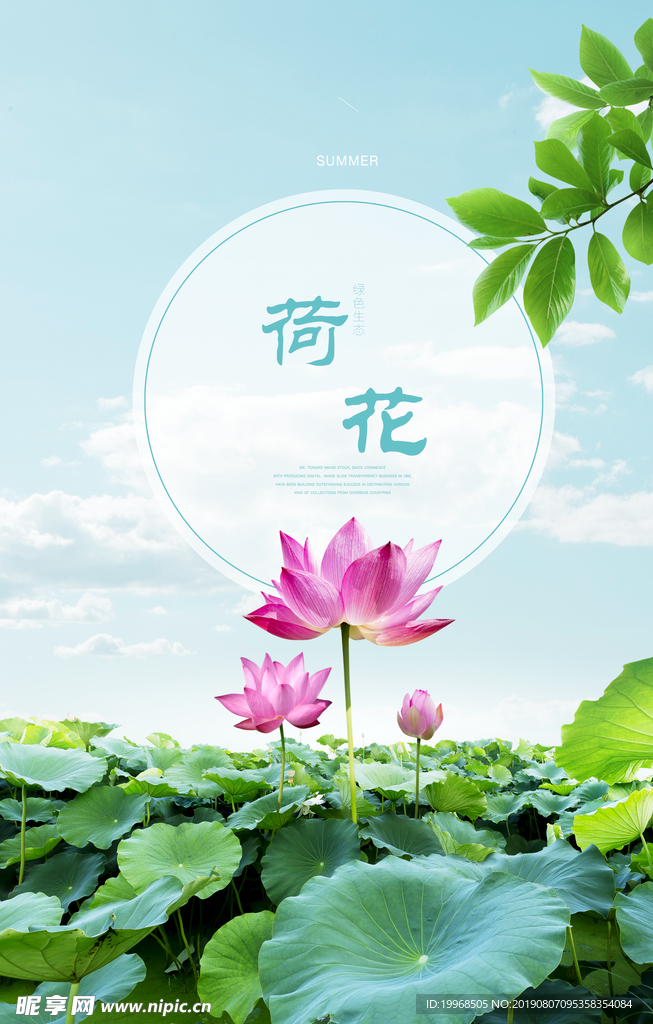 荷花