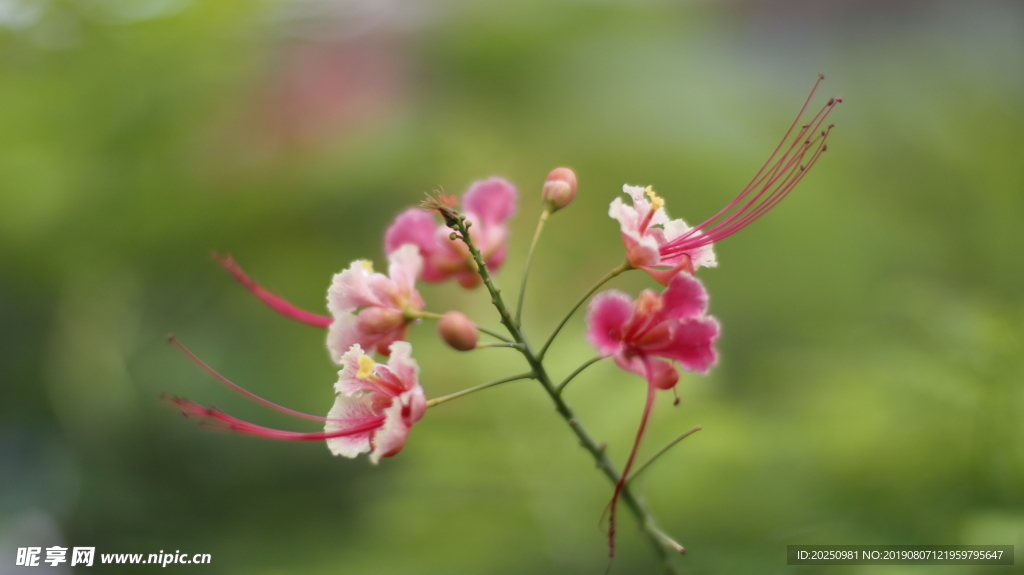凤凰花