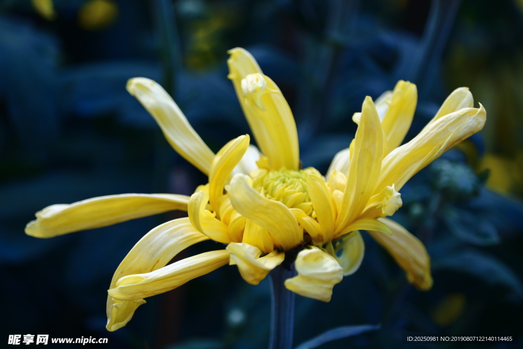 菊花