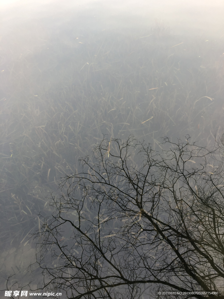水草