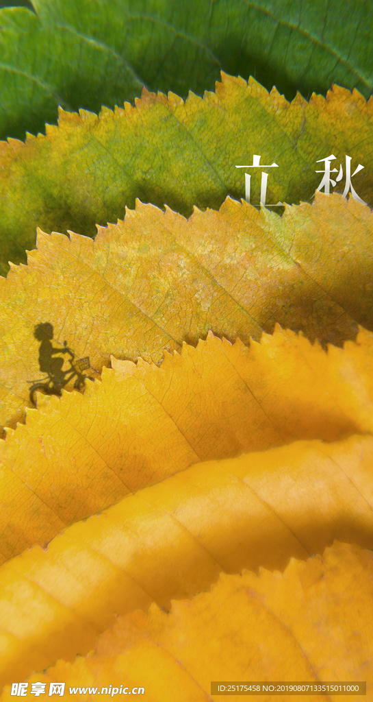 立秋节气