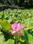 夏荷