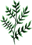 植物树叶