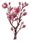花卉花语