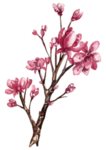 花卉花语