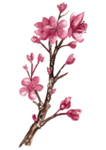 花卉花语