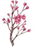 花卉花语