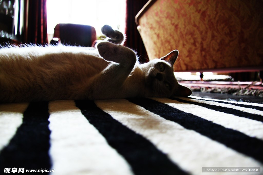 在地毯上的猫