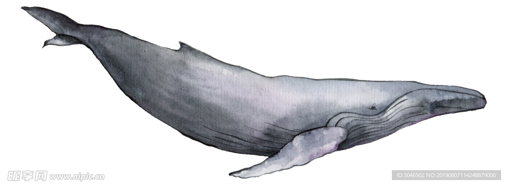手绘鲸鱼插画素材