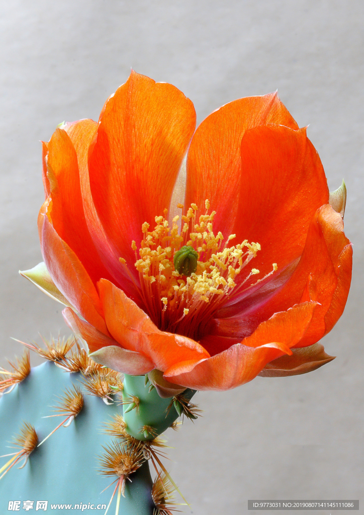 仙人掌花