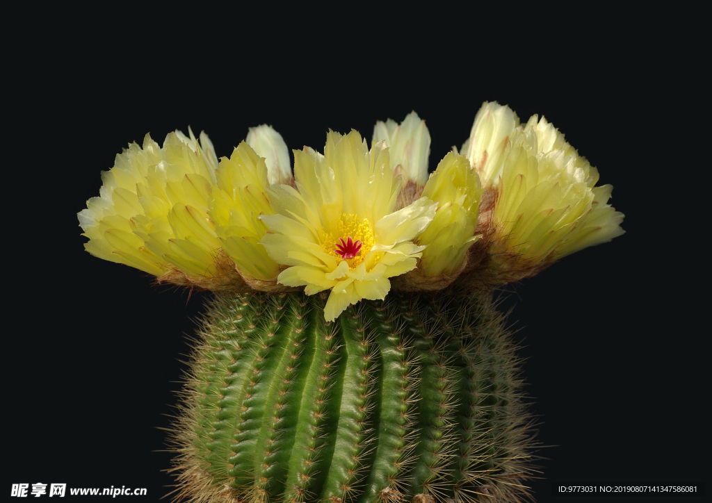 仙人掌花