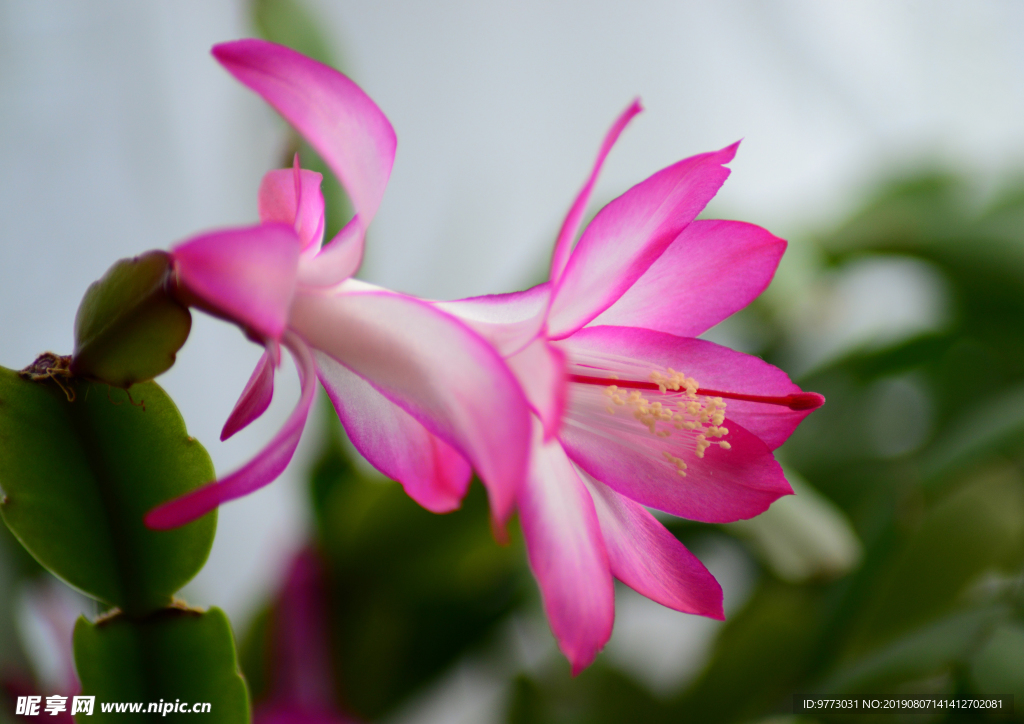 仙人掌花