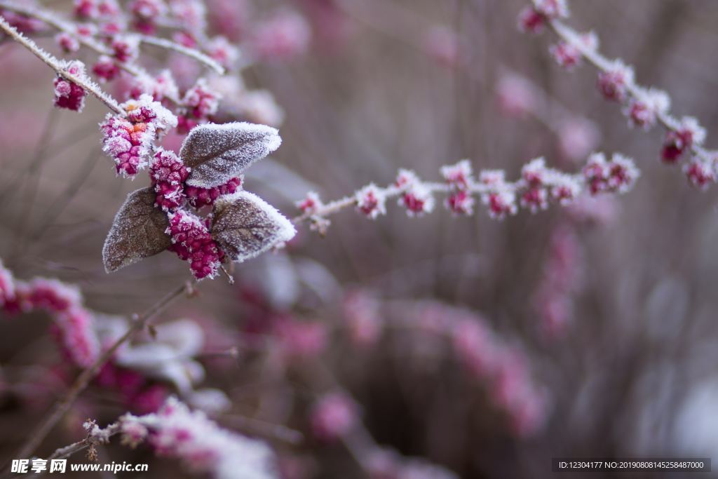 雪地