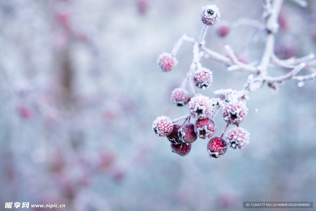 雪地