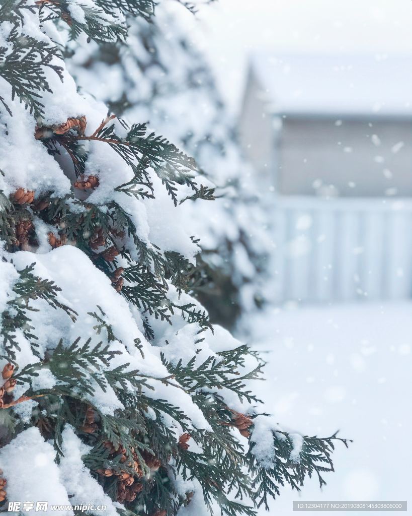 雪地