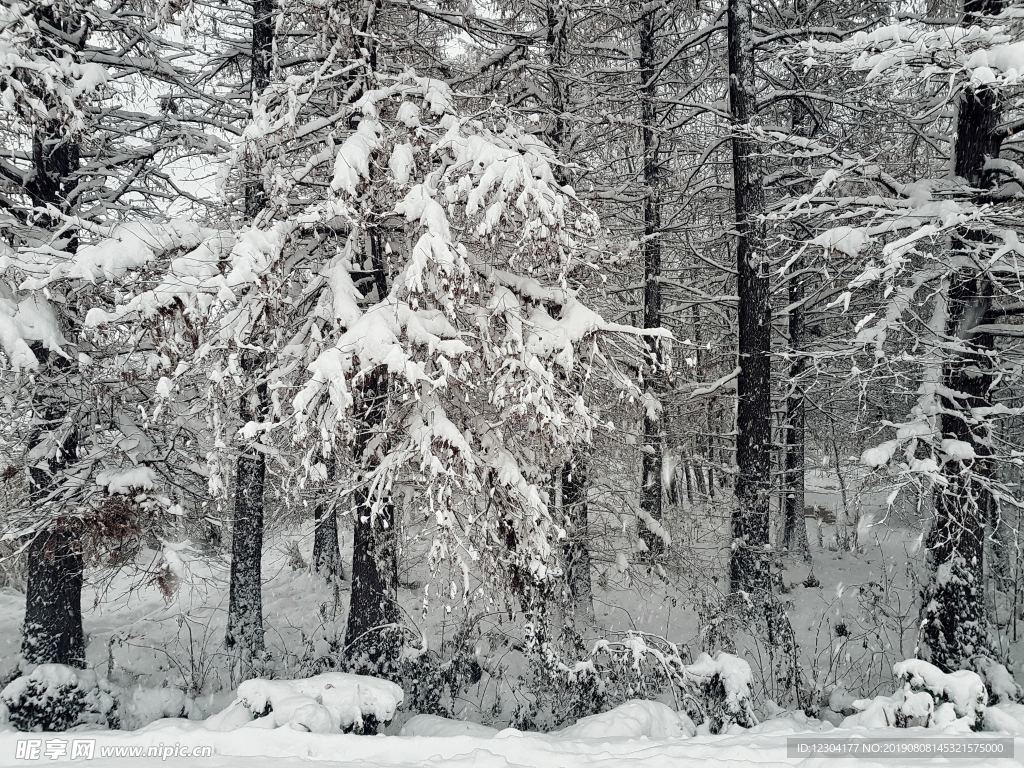 雪地