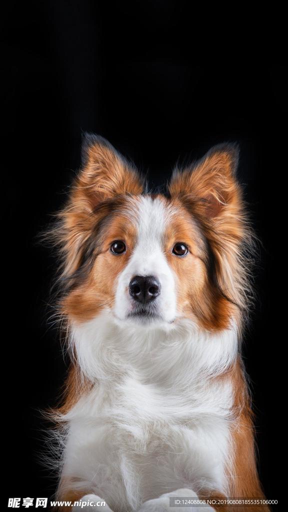 狗狗