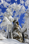 雪景