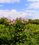 丁香花