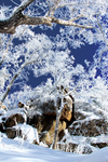 雪景
