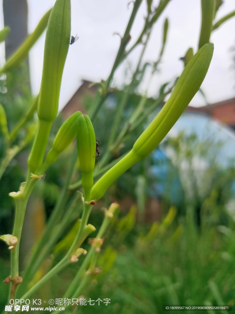 黄花菜