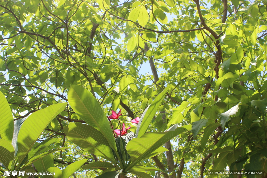鸡蛋花树