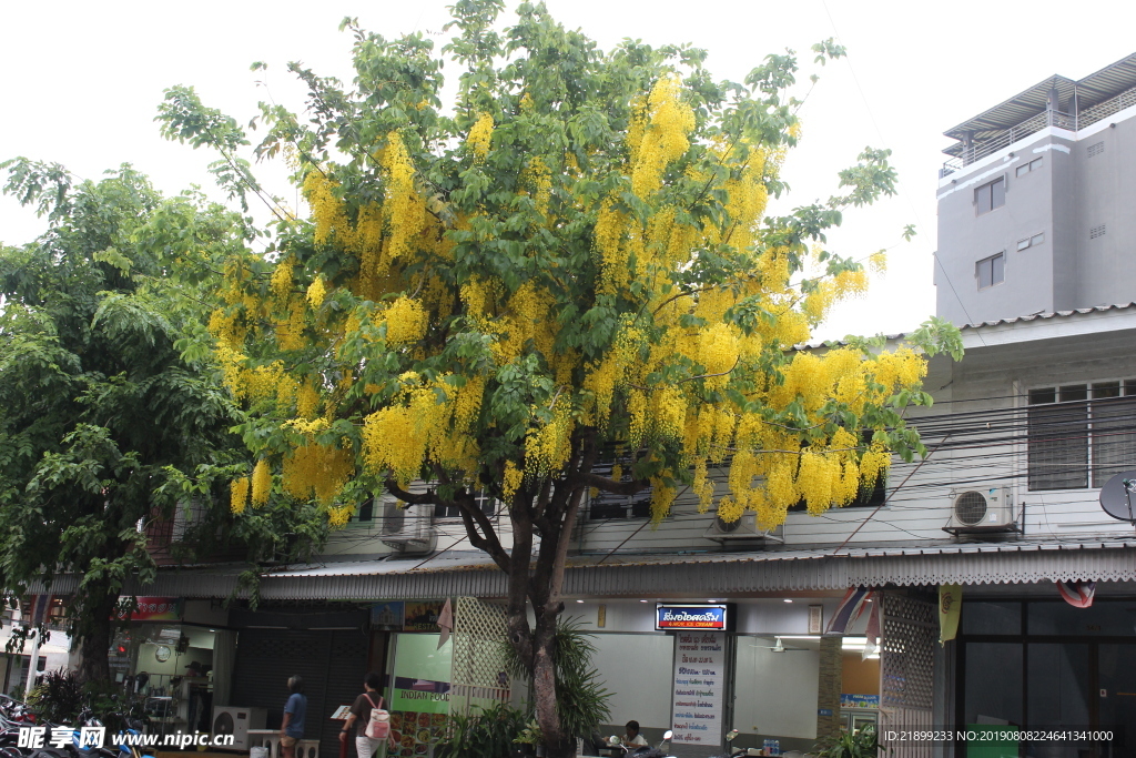 花树