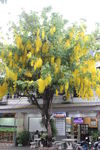 花树