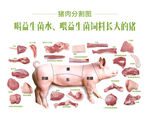 猪肉分割图