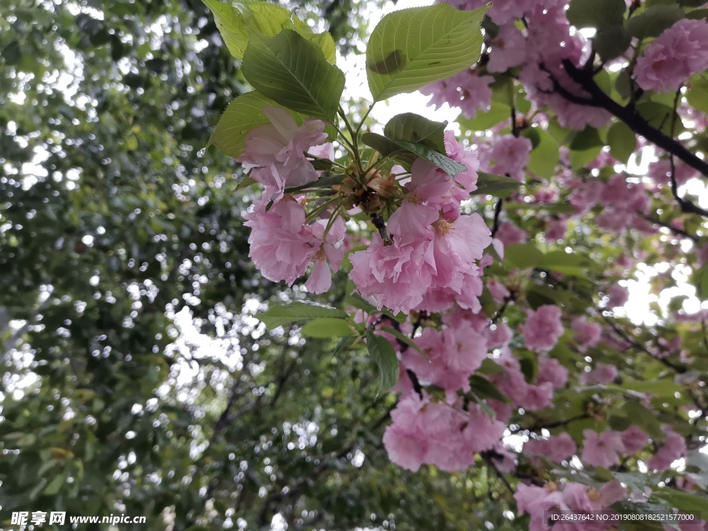 樱花