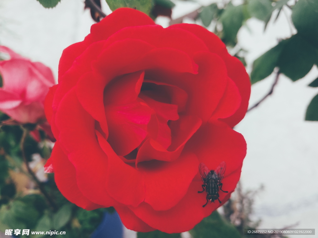 玫瑰花