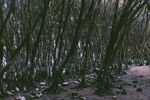 红树林