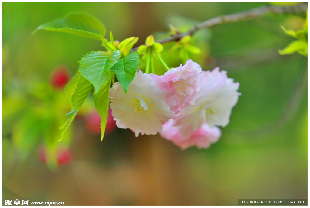花