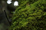 青苔老树
